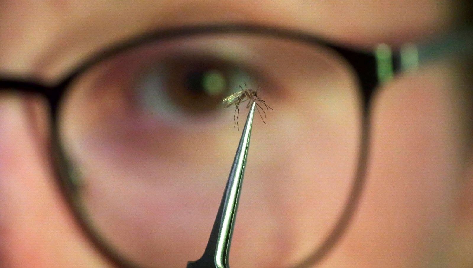 chikungunyasalgini yayildi cinde halk sagligi acil durumu ilan edildi b1yHedqZ