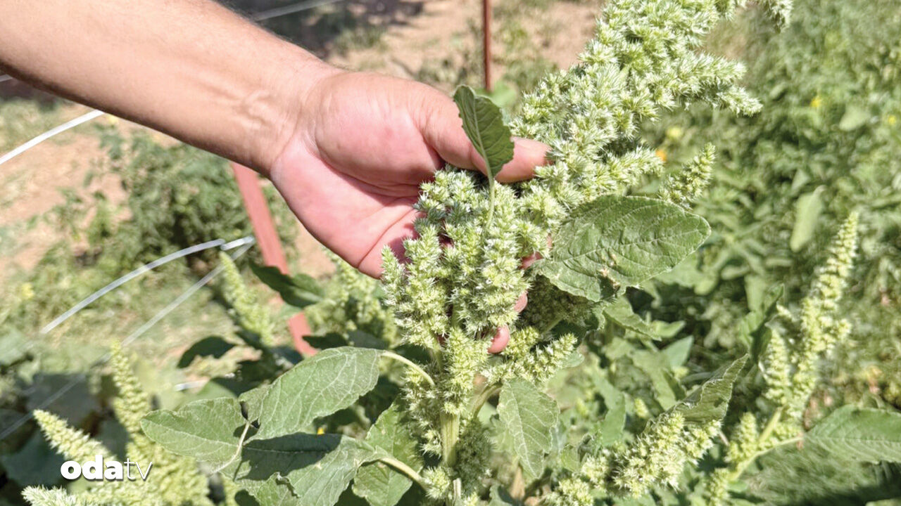 tokattan isvicreye bitkide buyuk donusum 4PWR3SIL