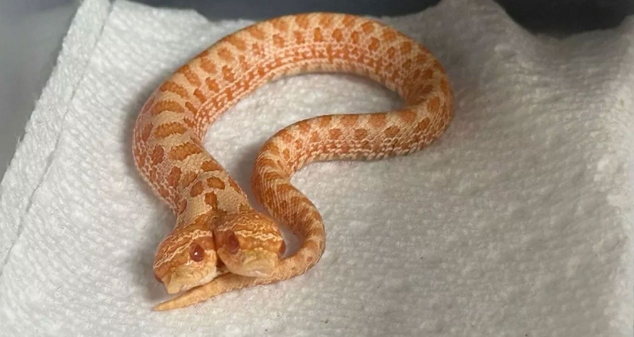 yumurtadan cikani gorunce gozlerine inanamadi 100 binde bir ihtimal 1TVjTHY7