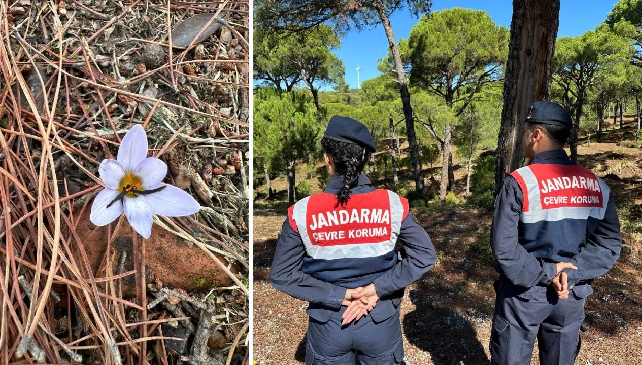 bu cicegi koparmanin cezasi 557 bin tl 7MTlu6ZT