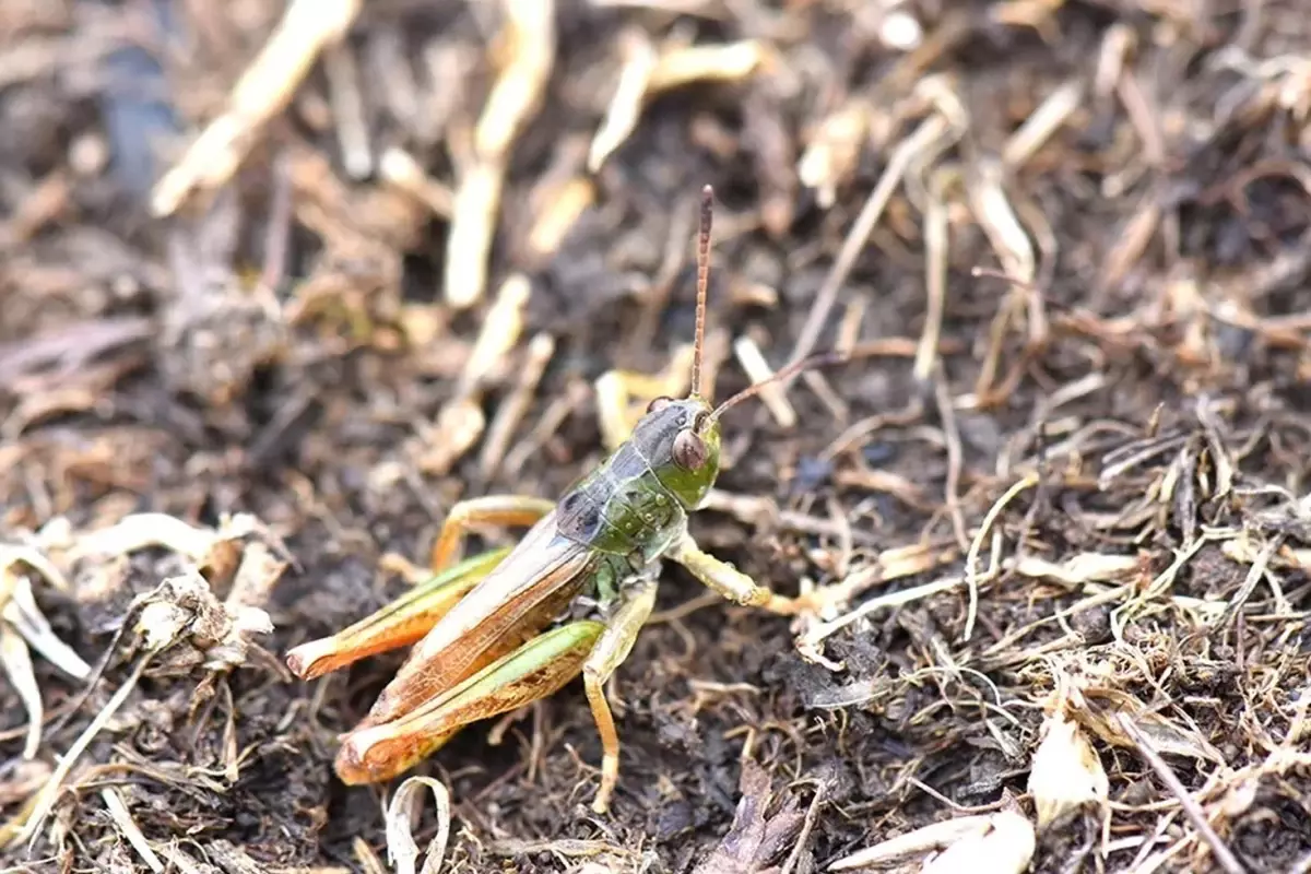 karadenizde yeni bir cekirge turu kesfetti FZsGdkUX.jpg