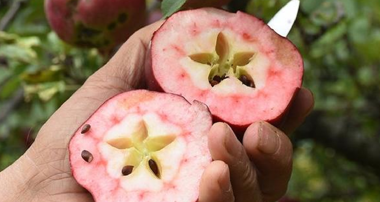 Türkiye’nin Tek Yetişme Alanı: Eşsiz Badele Elması Posof’ta