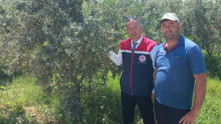 tarim-icin-kritik-inceleme-didimde-zeytin-verim-tespiti-yapiliyor-NexAAmcA